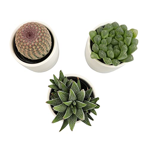 Succulent Plants in Pot Set (3 Pack), Indoor Cactus Houseplants C29242