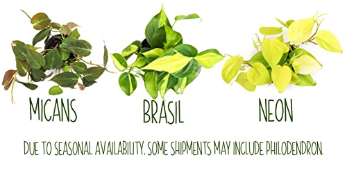 Live Pothos Plants 4PK Indoor Houseplants I57081