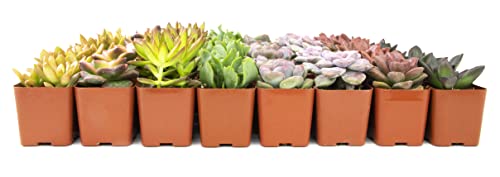 Live Succulent Plants (20 Pack) Assorted Potted House Plants D888124