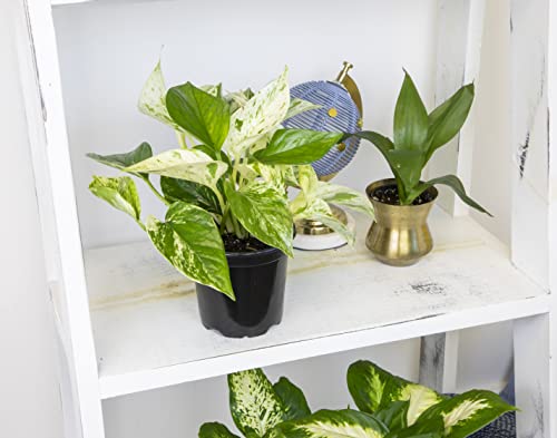 Live Pothos Plants 4PK Indoor Houseplants I57081