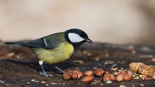 Extra Large Virginia Peanuts for Animals, 25 LBS C6196