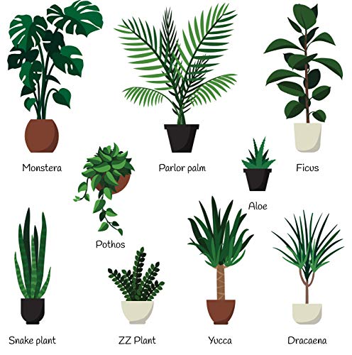 Indoor Plant Food Liquid Fertilizer for Potted Houseplants A57873