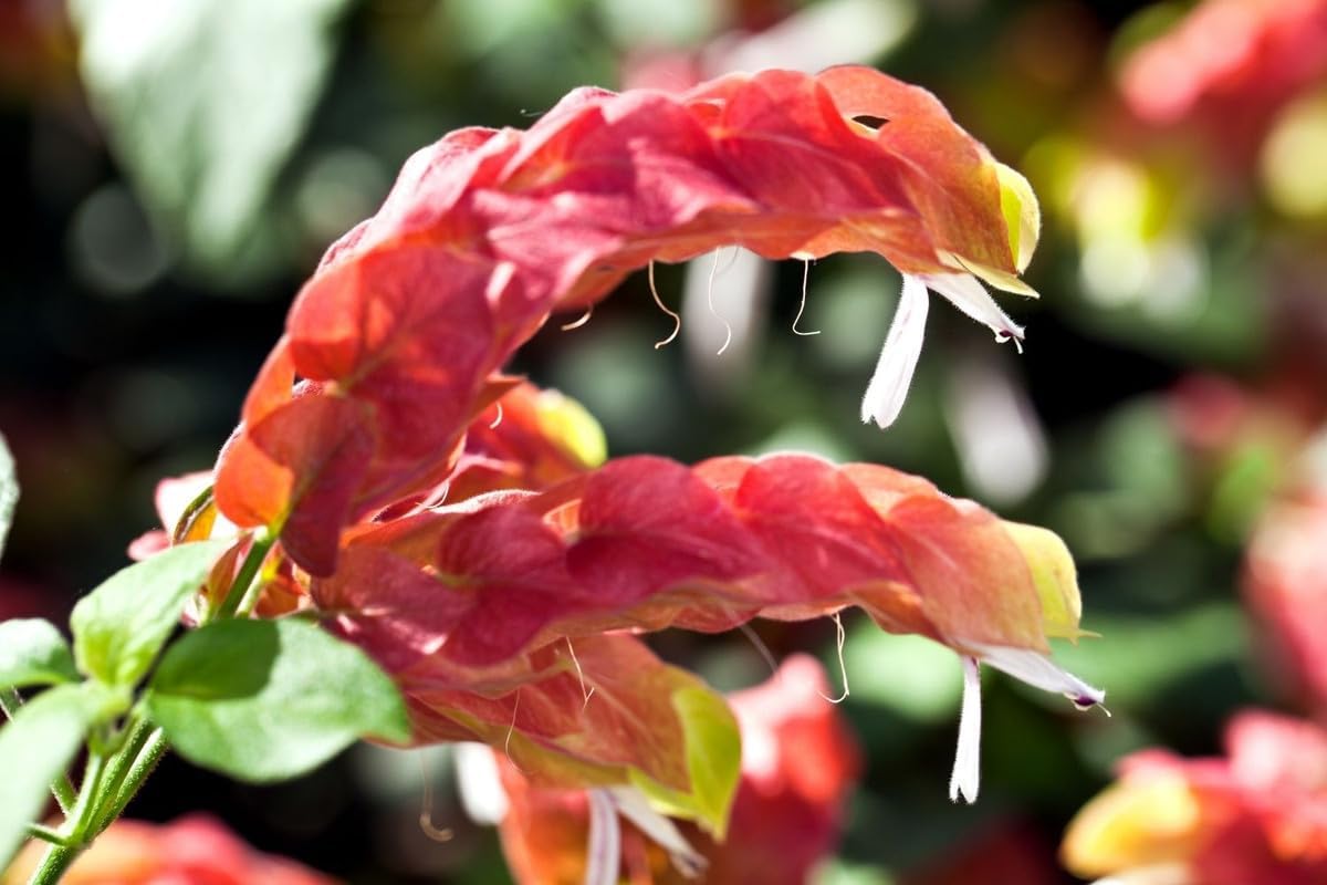 Red Shrimp Plants Live, 5 to 7 Inches, Indoor Outdoor Gardening H63708