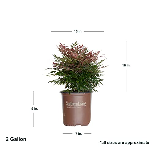 Multicolor Evergreen Shrub with Red Foliage, Live Outdoor Plant V79970