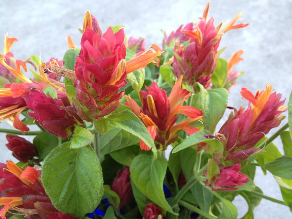 Shrimp Plant in 10 Inch Growers Pot R672