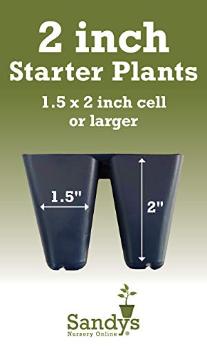 Dwarf Firepower Starter Plant, Lot of 2 E984