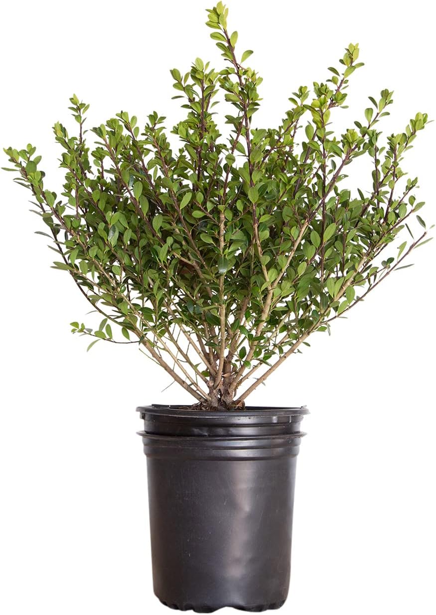 Compacta Japanese Holly Ilex (2.5 Quart) - Full Sun, Live Evergreen Landscaping Shrub