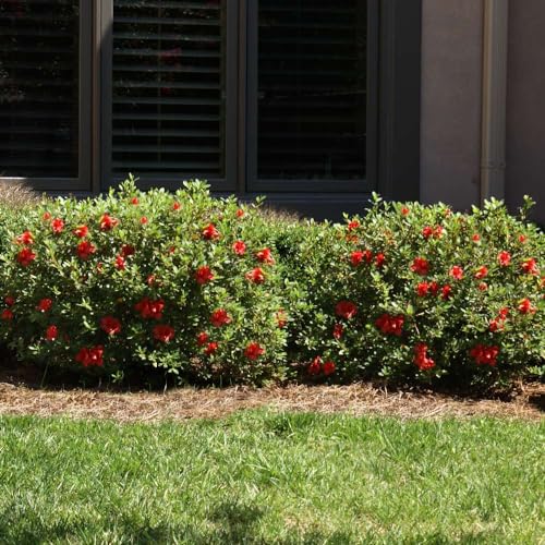 Autumn Fire Encore Azalea Shrub, 3 Gal. B569