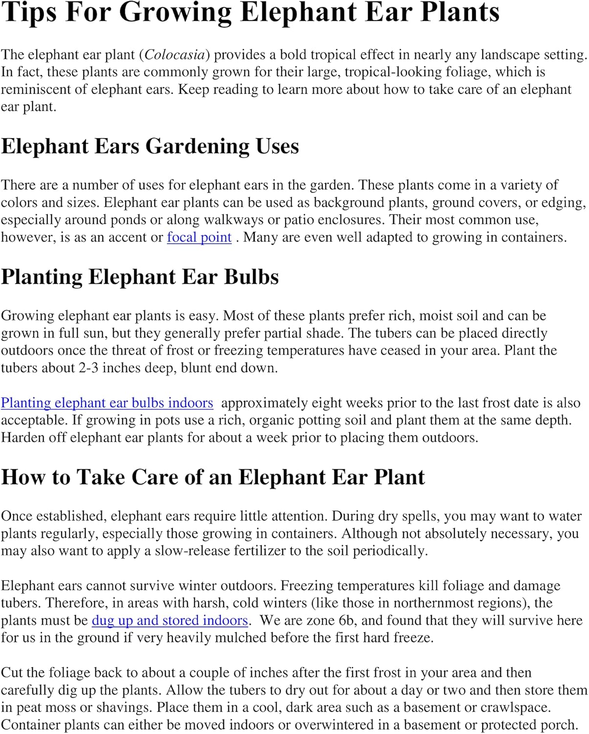 3 Black Magic Elephant Ears - 4 Inch Containers (3 Pots of Plants)