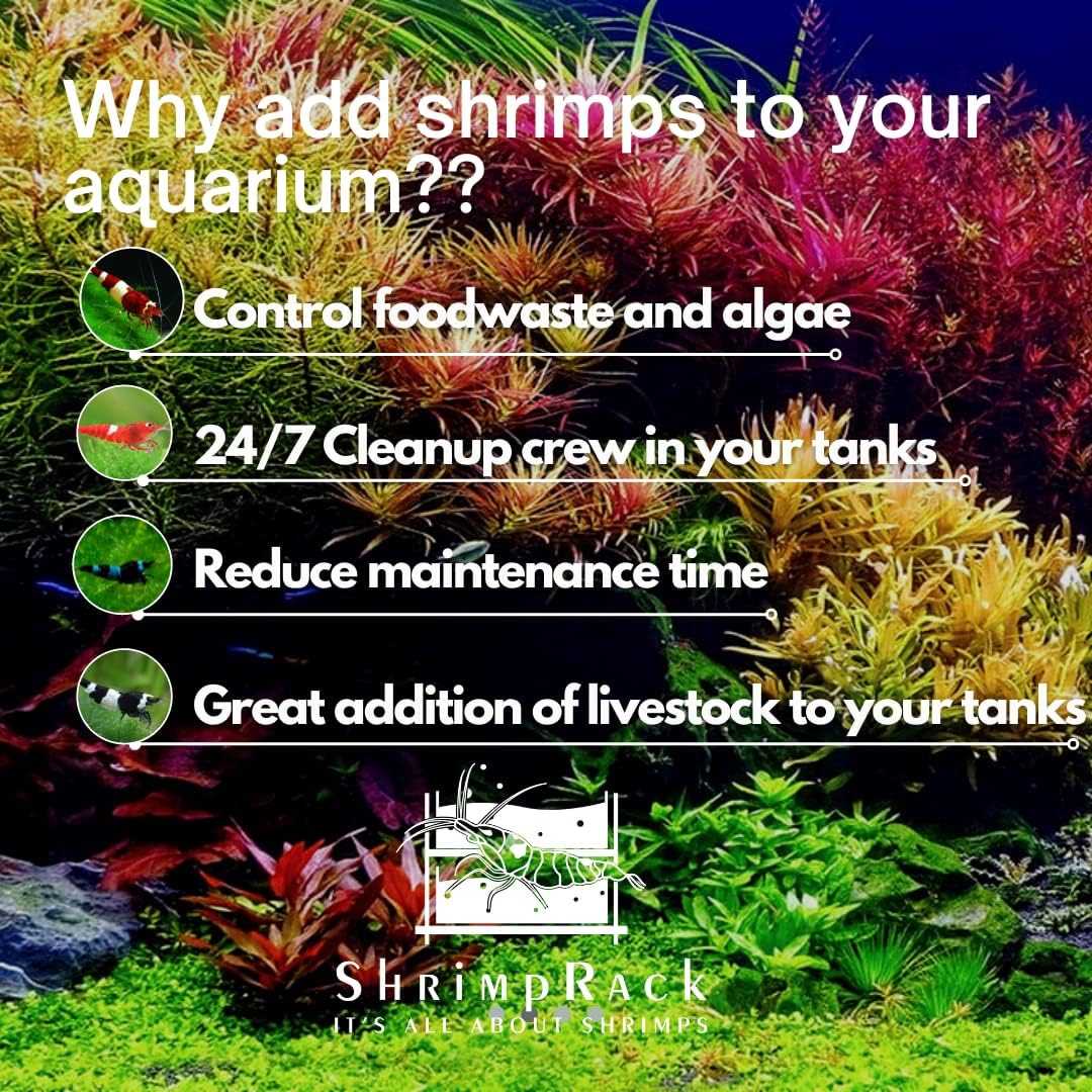 20 Mixed Color Neocaridina Shrimp Freshwater Aquarium Live Young Adults 1/2-1 inch L5458