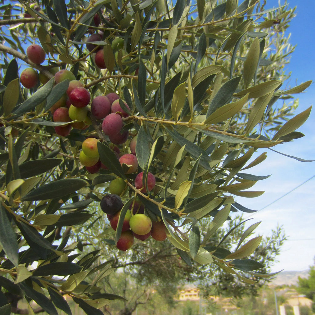 Live Olive Tree in Grower Container V887083