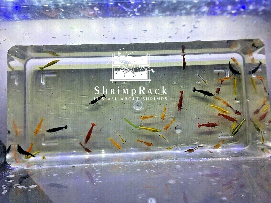 20 Mixed Color Neocaridina Shrimp Freshwater Aquarium Live Young Adults 1/2-1 inch L5458