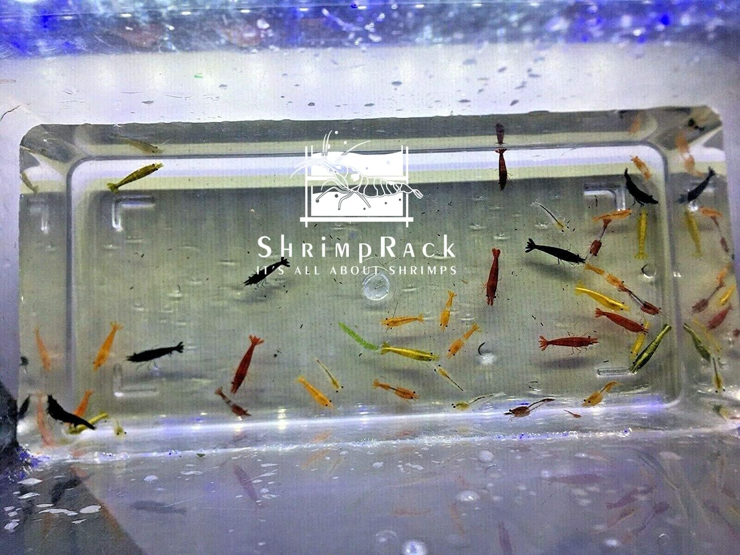 20 Mixed Color Neocaridina Shrimp Freshwater Aquarium Live Young Adults 1/2-1 inch L5458