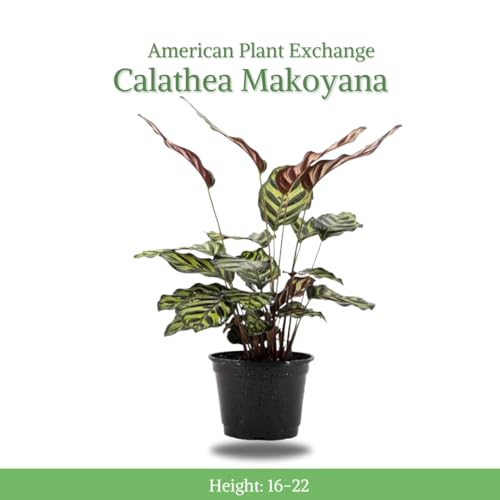 Calathea Makoyana in White Pot Cover, 6-Inch Indoor Plant M75792