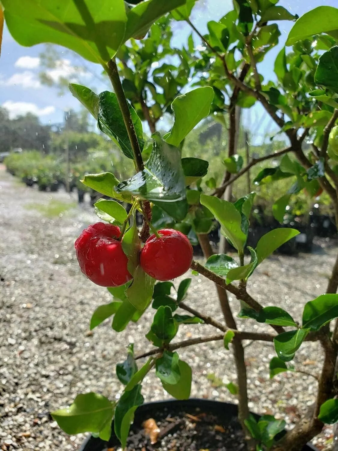 Barbados Cherry Tree Live Plant in 4 Inch Grower's Pot F452303
