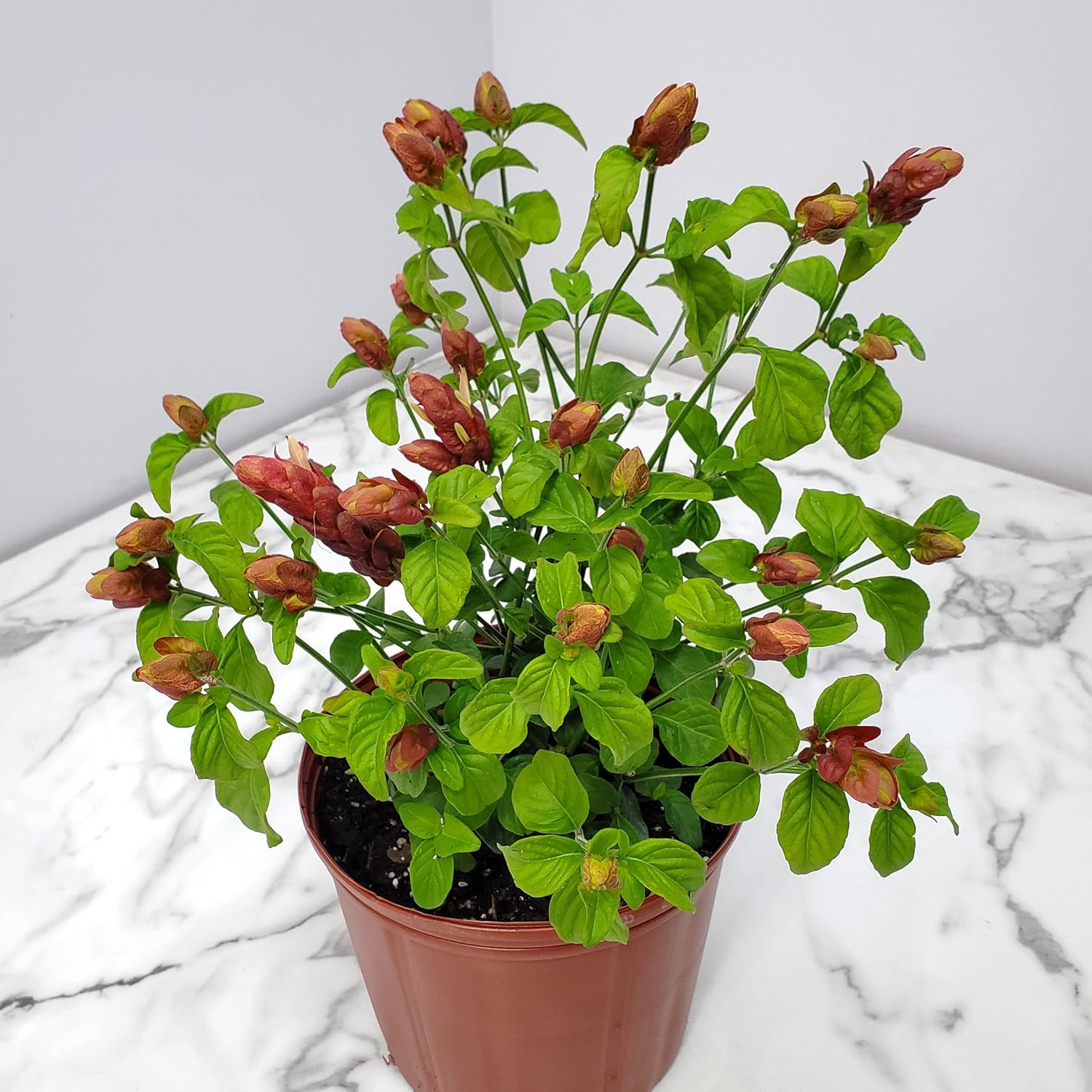 Red Shrimp Plant in Bush Form - 18" to 22" Height - Full Sunlight Z8956