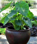 mallkerala 5 Beautiful Elephant Ear Colocasia Esculenta Tropical Plant Bulbs for Growing