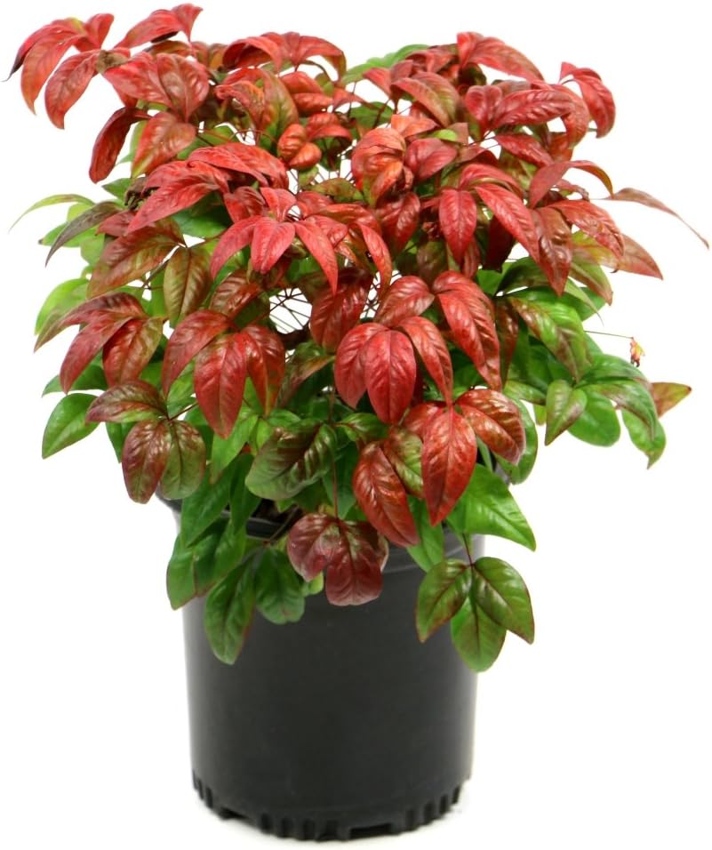 Nandina Firepower Evergreen Plant, 3 Quart Pot T503