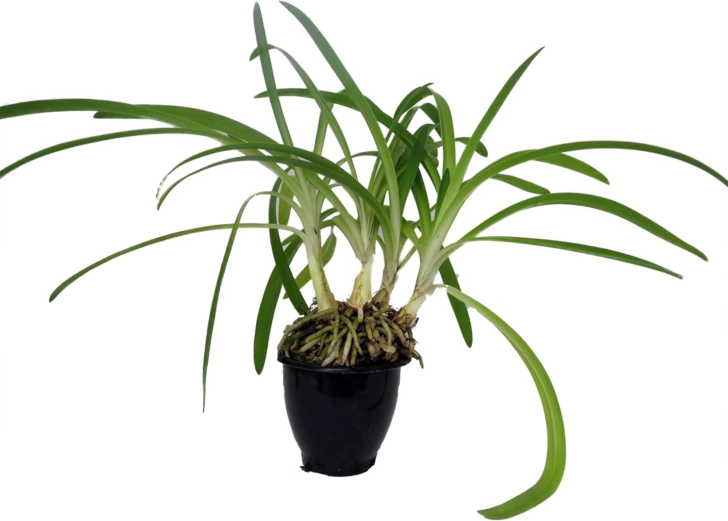 Blue African Lily of The Nile Plant - Agapanthus - 4" Pot