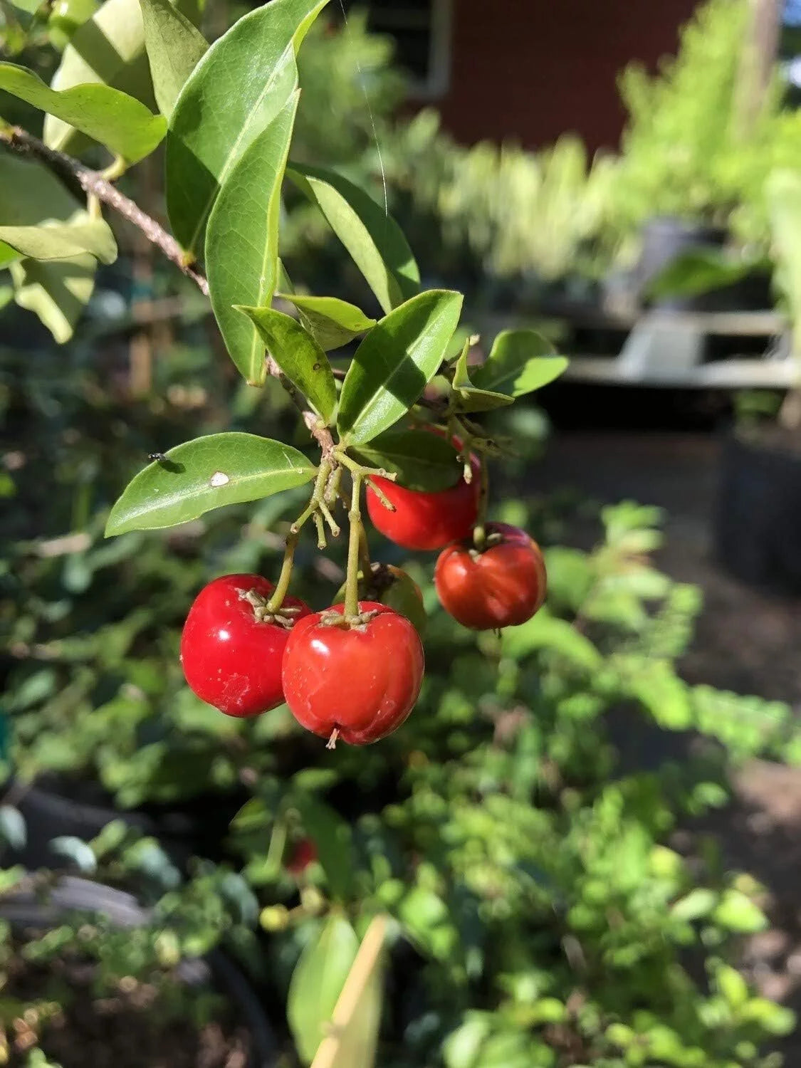 Barbados Cherry Tree Live Plant in 4 Inch Grower's Pot F452303