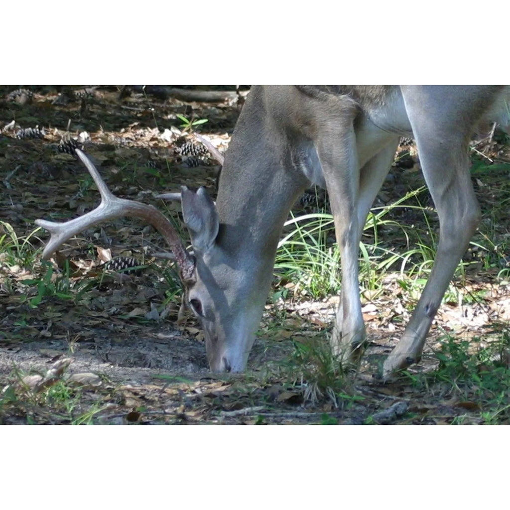 Deer Mineral & Vitamin Supplement, 20 lbs C704400