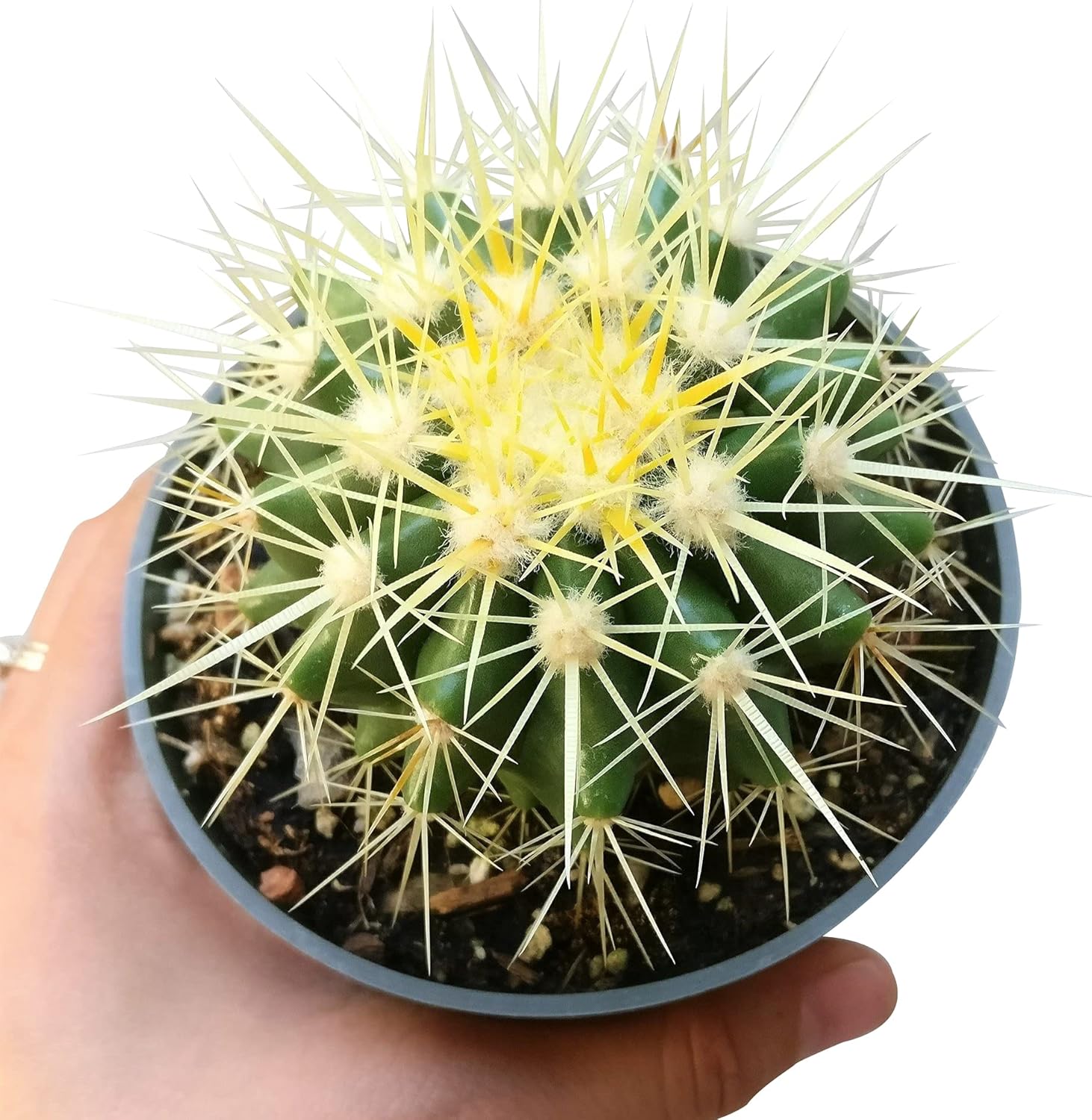 Golden Barrel Cactus 2 inch Assorted Live Succulent Plant Fully Rooted I20983