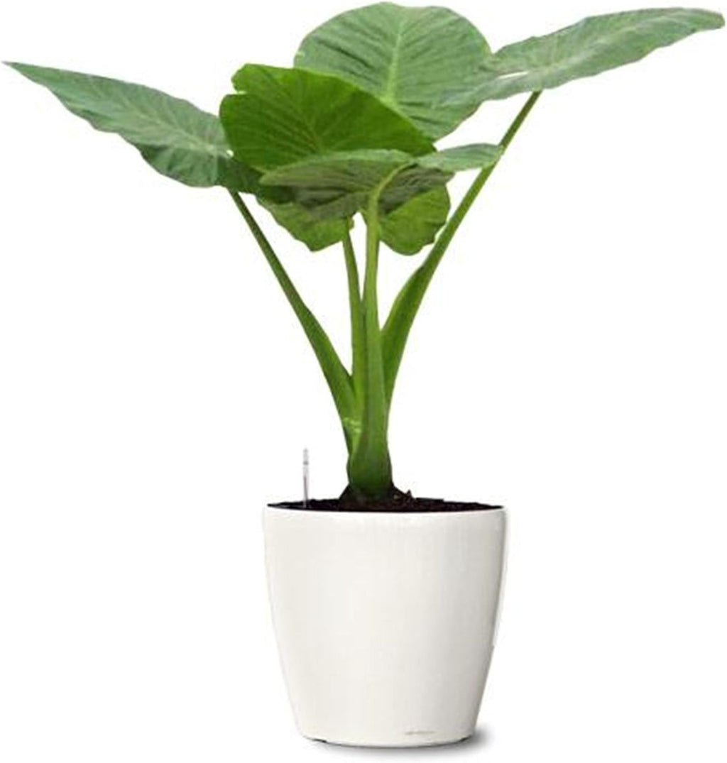 5 Beautiful Elephant Ear Colocasia Tropical Plant Bulbs H971