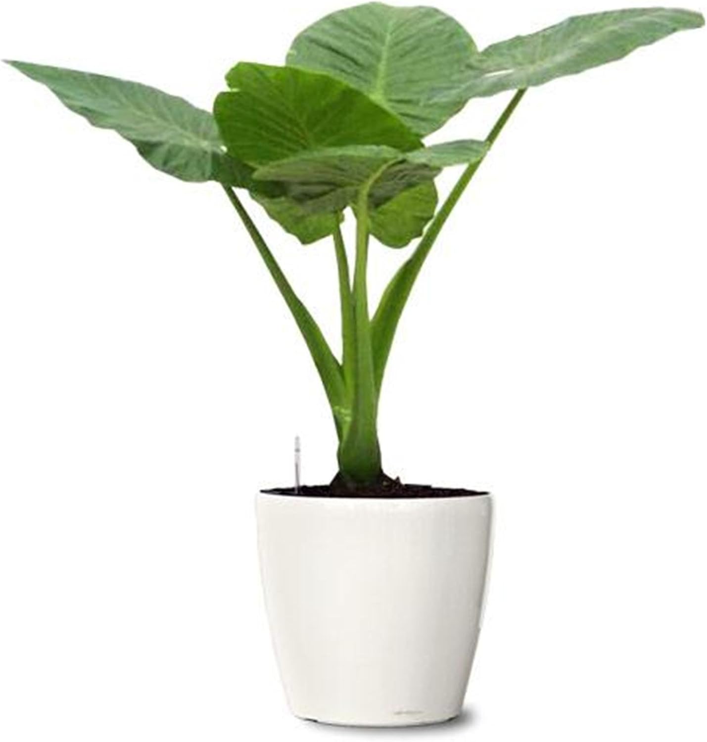 5 Beautiful Elephant Ear Colocasia Tropical Plant Bulbs H971