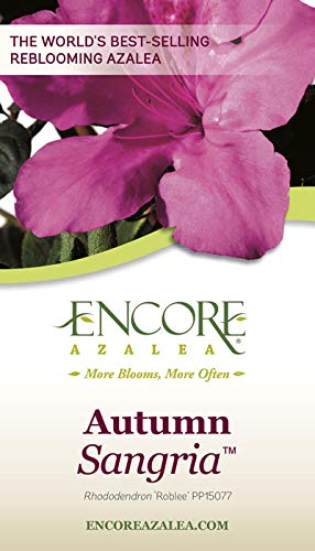 Autumn Sangria Azalea Pink Flowering Shrub Outdoor Plant N116563
