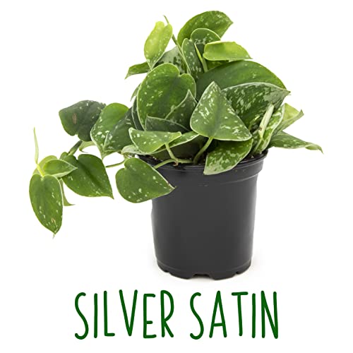 Live Pothos Plants 4PK Indoor Houseplants I57081