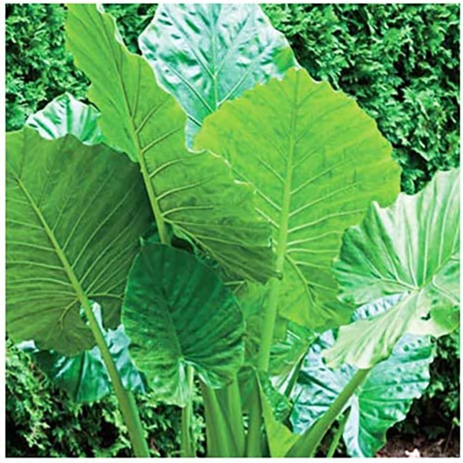 Alocasia Upright Form Elephant Ear Bulb M18952