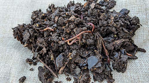 1/2 lb (~500) Red Wiggler Compost Worms for Home Composting and Gardens T98163