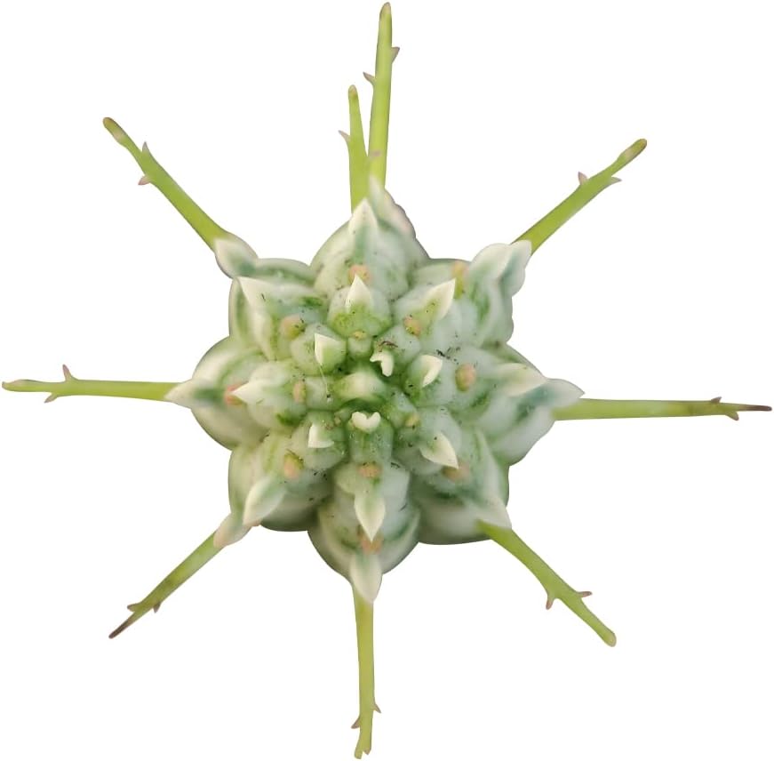 Live Cactus Plants Collection with Clay Pot D971