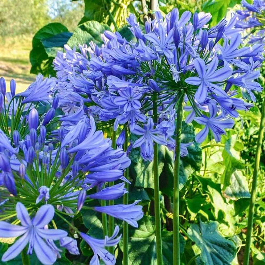 CHUXAY GARDEN Agapanthus Africanus-African Lily,Lily-of-The-Nile 20 Seeds Blue Beautiful Flower Native African Privacy Screen