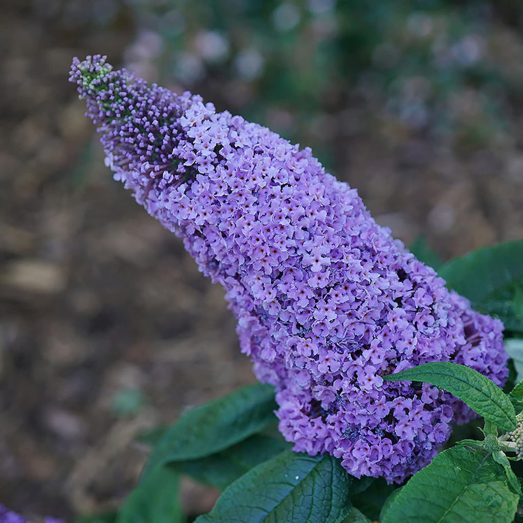 Purple Buddleia Butterfly Bush, 2 Gallon W247190