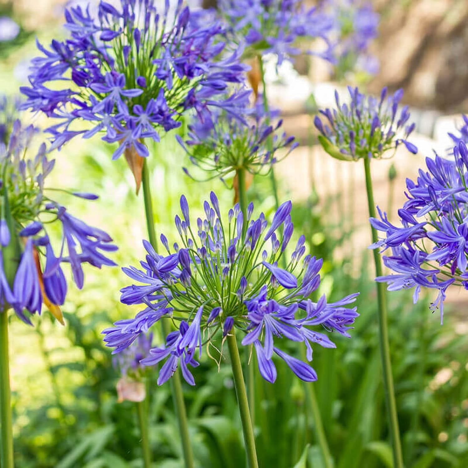 African Lily 20 Seeds Blue Flower V11247