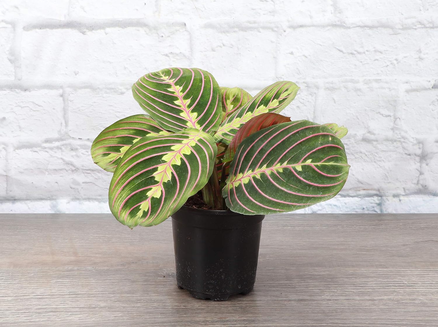 Red Maranta Live Indoor Plant in 4" Nursery Pot X759367