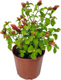 Live Red Shrimp Plant in Bush Form - 18" to 22" Overall Height - Full Sunlight - Tropical Plants of Florida (Plant in Growers Planter)