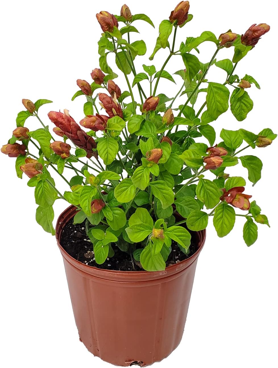 Live Red Shrimp Plant in Bush Form - 18" to 22" Overall Height - Full Sunlight - Tropical Plants of Florida (Plant in Growers Planter)