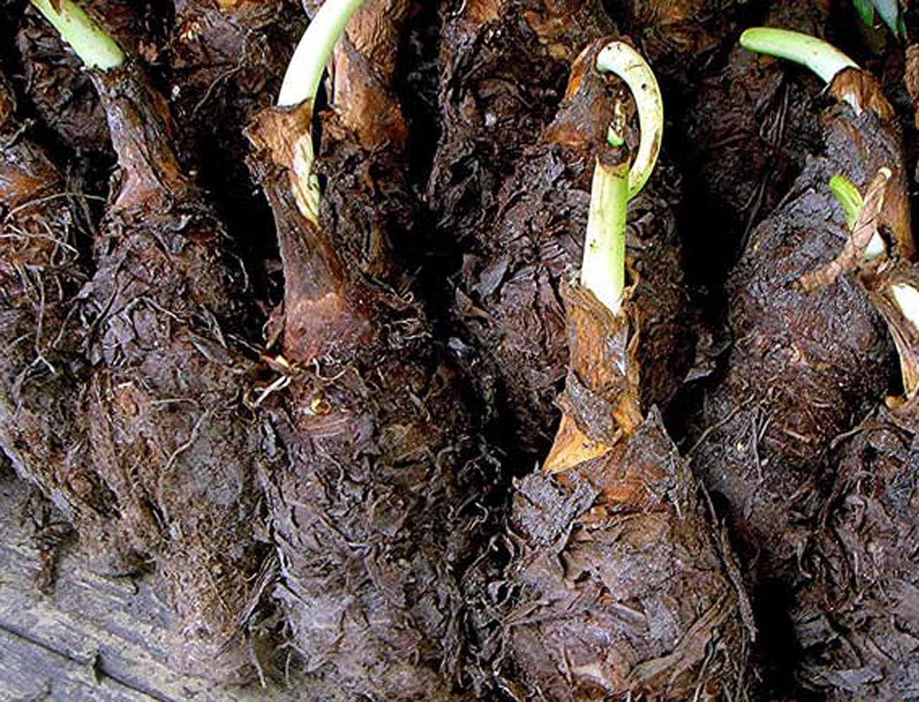 Giant Elephant Ear Bulb - 1 Large Bulb L185