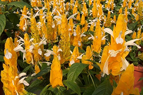 Yellow Shrimp Plants for Garden, 3 to 5 Inch Tall, Fragrant Flower P897976