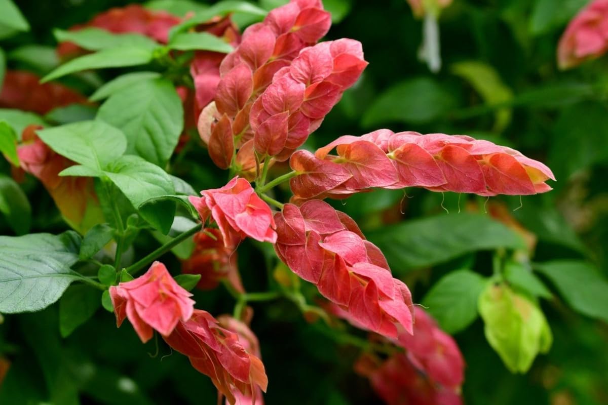 Live Shrimp Plant, Justica Brandegeana, 4 Live Plants, 5 Inches Tall C32049