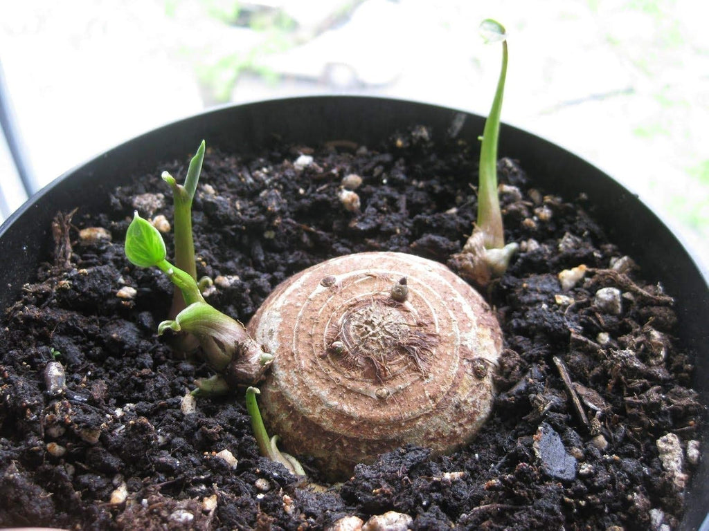 Colocasia gigantea Thailand Giant Elephant Ear Bulbs F190