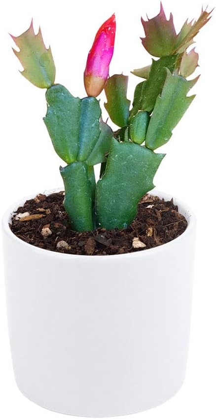 Christmas Cactus in 4-Inch Plastic Pot, Live Indoor Plant K794368