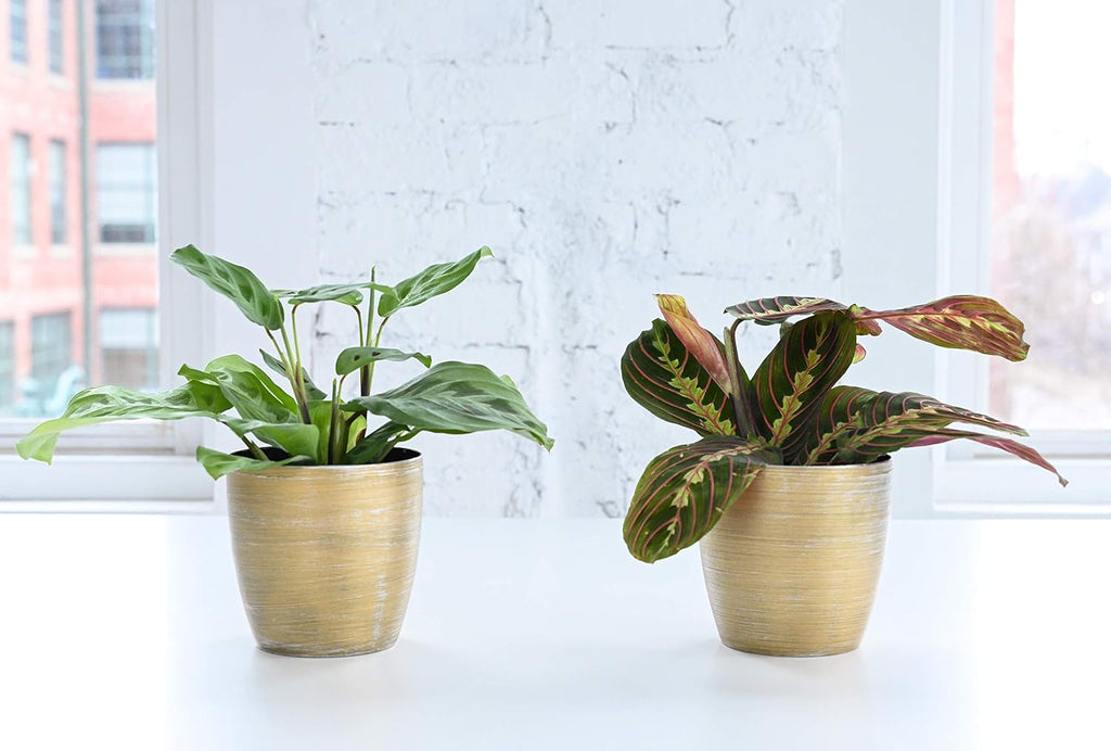 Red Maranta Live Indoor Plant in 4" Nursery Pot X759367