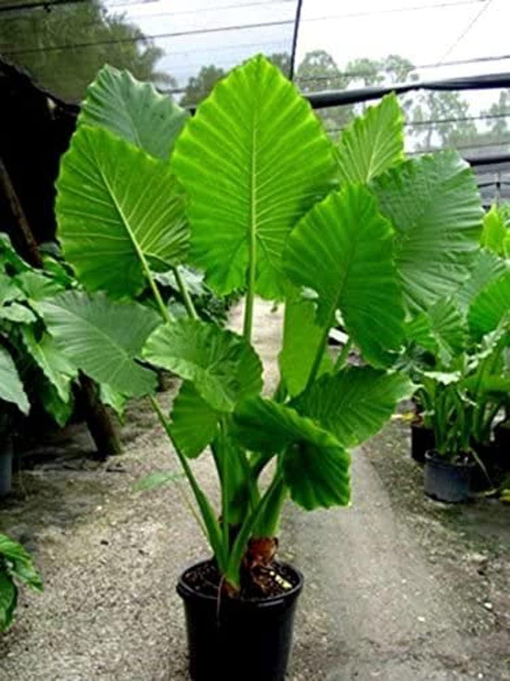 Giant Elephant Ear Bulb - 1 Large Bulb L185
