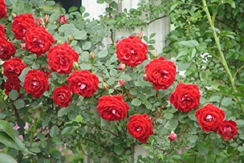 Climbing Rose Vine Flower Seeds Fragrant Purple L70940
