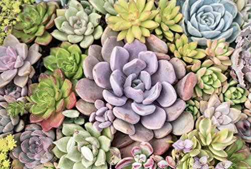 Live Succulent Plants (20 Pack) Assorted Potted House Plants D888124
