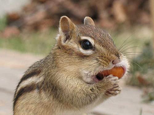 Extra Large Virginia Peanuts for Animals, 25 LBS C6196
