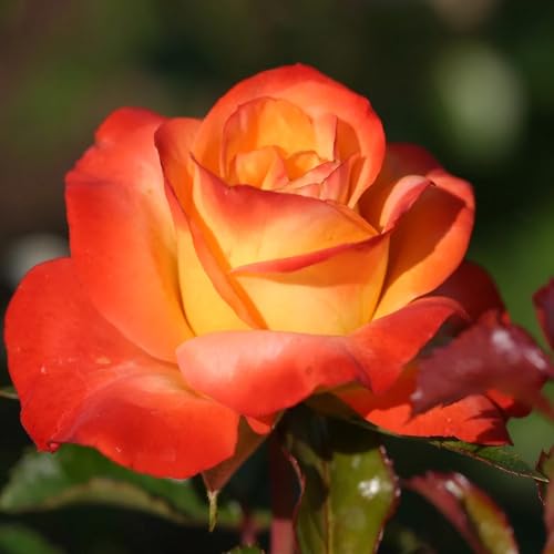 Delight Rose Bush Live Plant - Double Rose Plant Live - Bareroot with Soil 5-8 Inch Tall - Fragrant Rose Flowers Hybrid Tea Rose